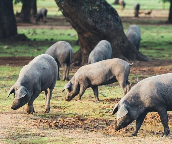 Cerdo ibérico en libertad Cerdo ibérico en libertad