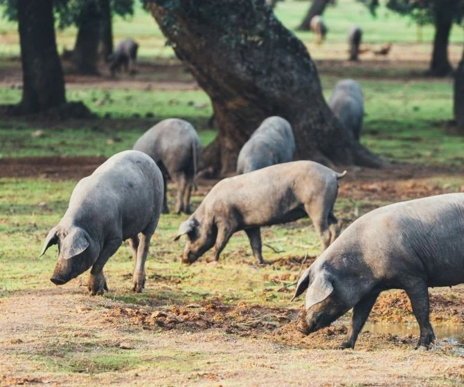 Nuestros cerdos ibéricos en nuestra Dehesa Salmantina Nuestros cerdos ibéricos en nuestra Dehesa Salmantina